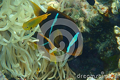 Orange clown fish Stock Photo