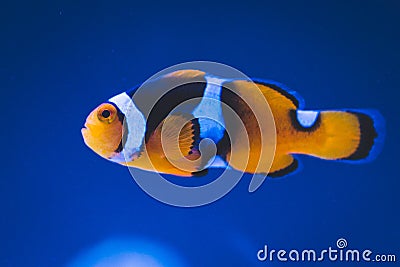 Orange clown fish white stripes close blue background Stock Photo