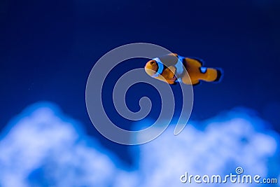 Orange clown fish white stripes deep blue Stock Photo
