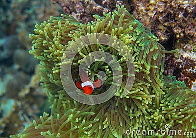 Orange clownfish in actinia. Coral reef underwater photo. Clown fish in anemone. Tropical seashore snorkeling or diving Stock Photo