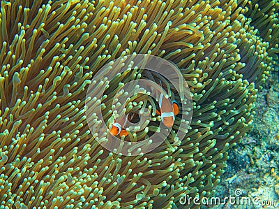 Orange clownfish in actinia. Coral reef underwater photo. Nemo fish family. Tropical seashore snorkeling or diving Stock Photo