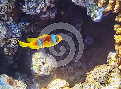 Clownfish on a coral reef Stock Photo