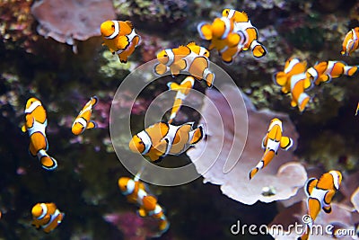 Orange clownfish Stock Photo