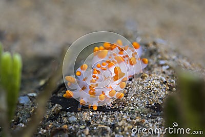 Orange-clubbed sea slug Limacia clavigera white-bodied dorid Stock Photo