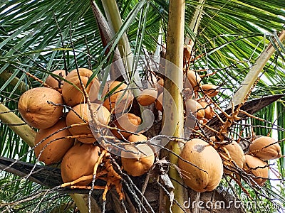 orange coconut fruit between green leaf midribs Stock Photo