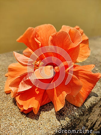 Orange color china rose bright Stock Photo