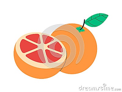 orange color grapefruit round shape health nutrition vitamin nature fruit fresh with sweet taste food Vector Illustration