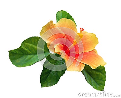 Orange color hibiscus flower with green leaves isolated on white background, path Stock Photo