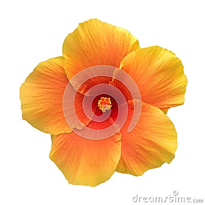 Orange color hibiscus flower top view isolated on white background, path Stock Photo