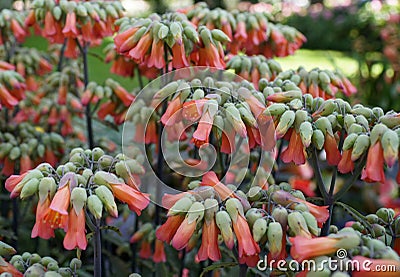 Orange color of Mother-Of-Thousands flower from a Stonecrop family plant Stock Photo