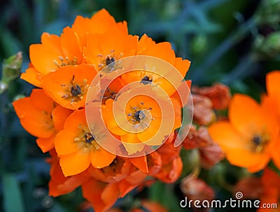 Orange color of Ornithogalum Dubium flowers at full bloom Stock Photo