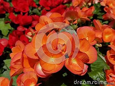 Orange color of Rieger Begonia flower blooming in the Spring Stock Photo