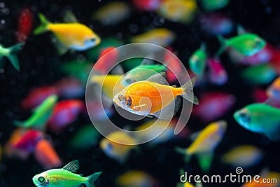 Orange color tetra Glofish breed, Gymnocorymbus ternetzi, colorful adults active and healthy, freshwater characin Stock Photo