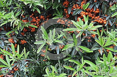 Orange color wild berries with natura light Stock Photo