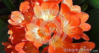 Orange colored cluster of trumpet-shaped flowers Clivia miniata Stock Photo