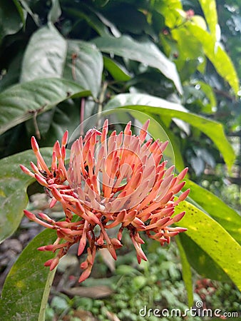 Orange colour flower natural lover Stock Photo