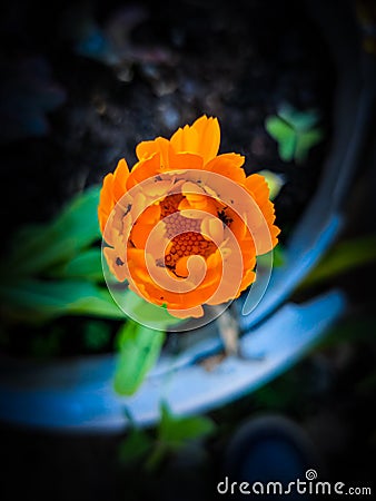 Orange colour flower opening photography background Stock Photo