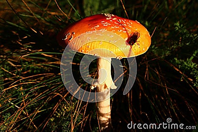 Orange coloured Fly Amanita mushroom, also called Fly Agaric, latin name Amanita Muscaria, sunbathing in october afternoon sun Stock Photo