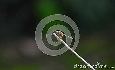 orange colured dragonfly on a tip of stick Stock Photo