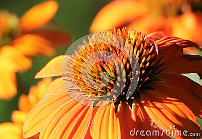 Orange Cone Flowers in Morning Light Stock Photo