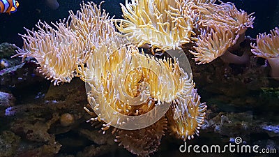 Wonderful shot of the orange coralls in an aquarium Stock Photo