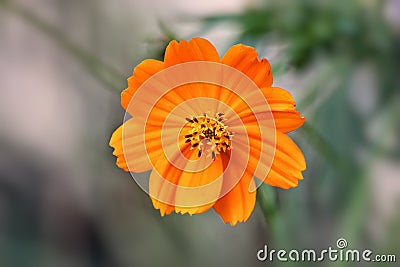 Orange cosmo Flower Stock Photo