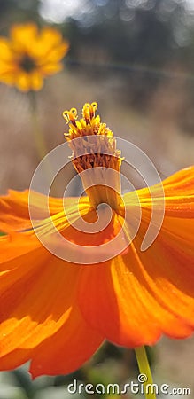 Orange Cosmo flower on sunny day close up Stock Photo