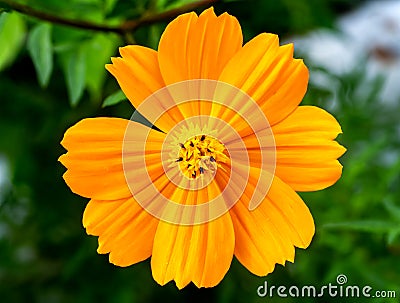 Face of an orange cosmos flower Stock Photo