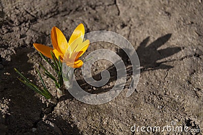Orange crocus flower isolated on bare soil Stock Photo
