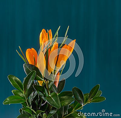 Orange crocus heuffelianus flowers, floral arrangement, bouquet, green background, close up Stock Photo