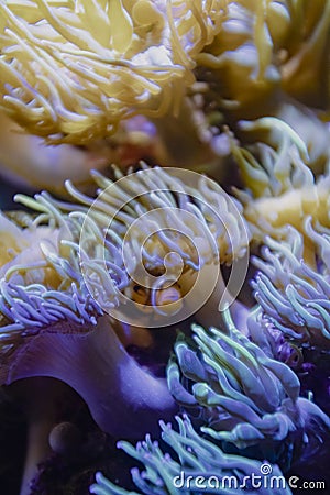 Orange cute tropical clown fish hiding on anemone Stock Photo