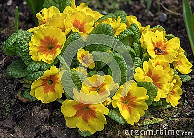 Orange daffodils on the damp ground background Stock Photo