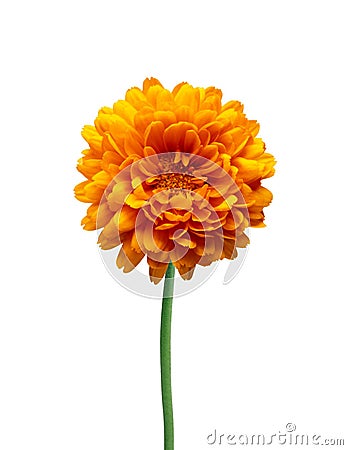 Orange Dahlia Autumn flower isolated on white Stock Photo