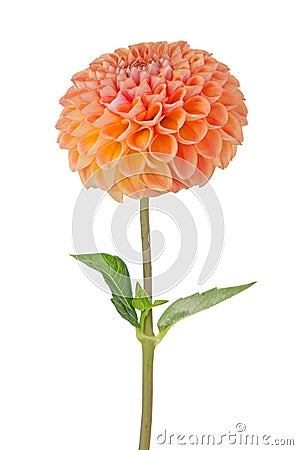 Orange dahlia flower Stock Photo