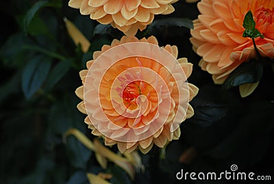Orange Dahlia flower - Symbol of elegance, inner strength, creativity change and dignity Stock Photo
