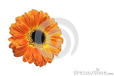 An orange daisy blossom perfectly Stock Photo