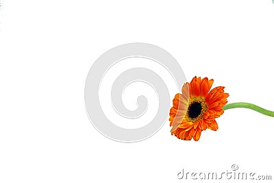 An orange daisy blossom perfectly Stock Photo