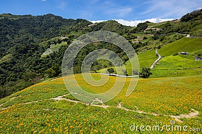 Orange day lily flower in Taimali Kinchen Mountain in Taitung Stock Photo