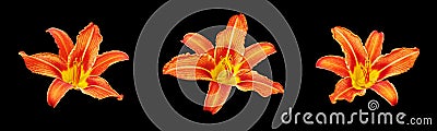 Orange day lily flower set black background isolated close up, three red & yellow petals lilly, beautiful hippeastrum macro Stock Photo