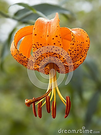 Orange Daylily Stock Photo