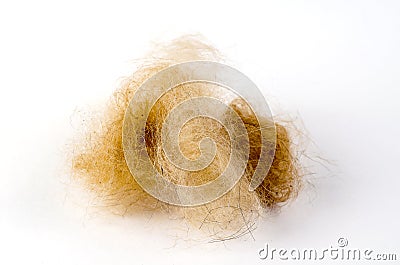 Orange dog hair ball on a white background. Dead hair combed out Stock Photo