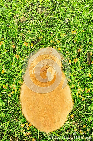 Orange domestic bunny eating corn - bird's eye view Stock Photo