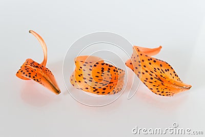 Orange dotted lily petals on white background Stock Photo