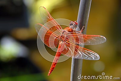 Orange Dragon Fly Stock Photo