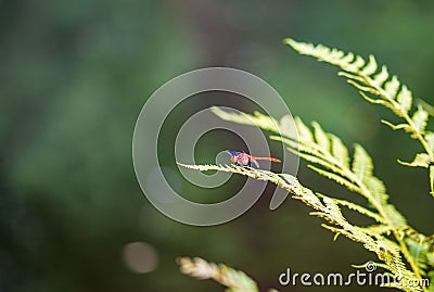 Orange dragonfly with delicate wings on geen leaf in nature background Stock Photo