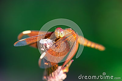 Orange dragonfly sitting on a branch Stock Photo