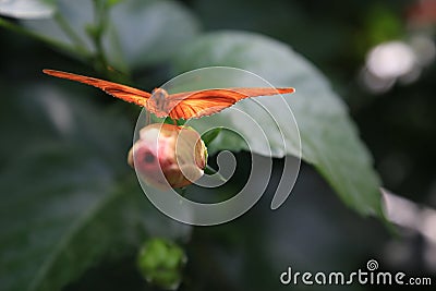 Orange Dryas Julia longwing butterfly Stock Photo