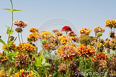 Orange dryed gazania flowers in the garden Stock Photo