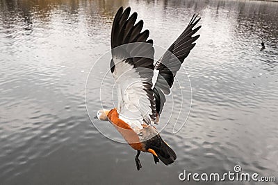 orange duck in flight with open wings over a pond Stock Photo