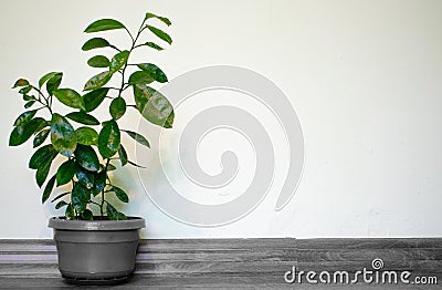 Orange dwarf grown in pots in the house for a beautiful and natural decoration. Space for text Stock Photo